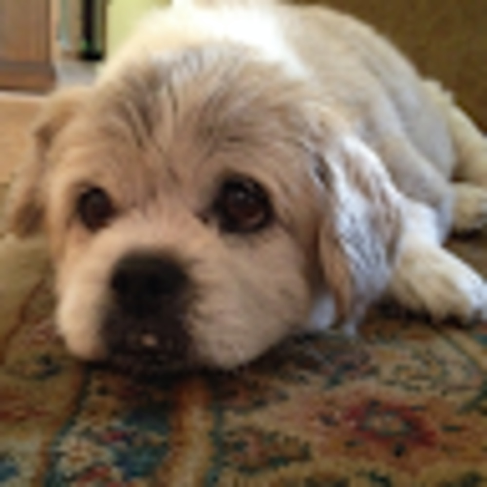 Meet your Posher, Molly